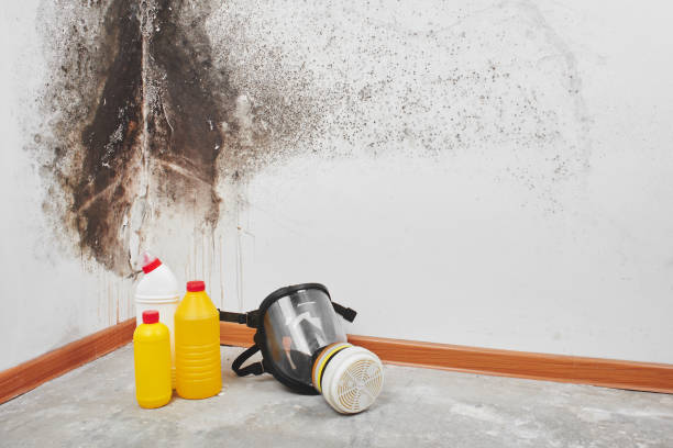 Mold Removal Process in Faith, NC