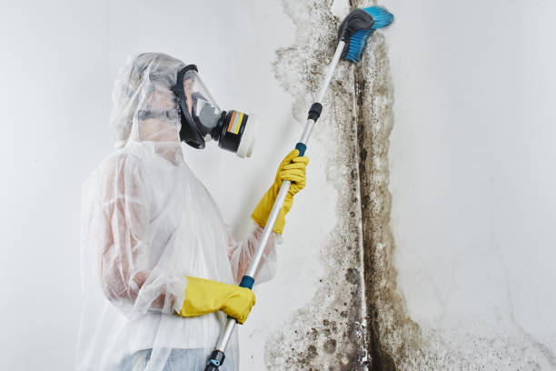 Best Professional Mold Removal  in Faith, NC