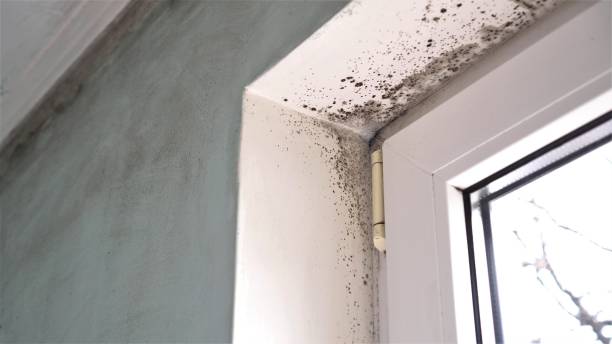 Best Home Mold Removal  in Faith, NC