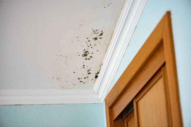 Best Toxic Mold Removal  in Faith, NC