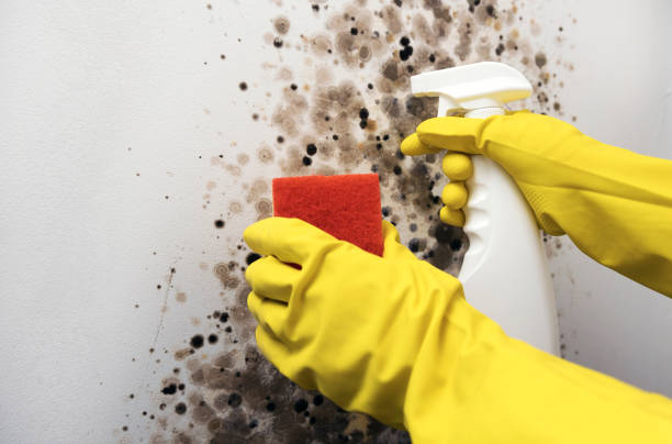 Best Mold Removal Company Near Me  in Faith, NC