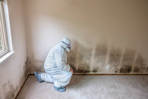 Best Residential Mold Removal  in Faith, NC