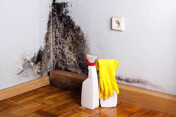 Best Mold Remediation  in Faith, NC